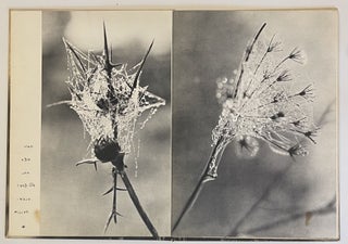 The Dew: Impressions in Black and White - La Rosée: Impressions en Noir et Blanc