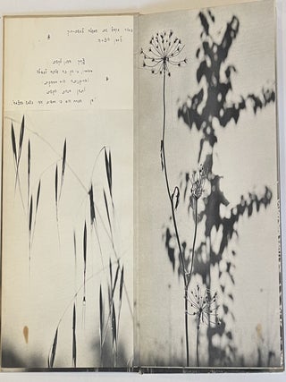 The Dew: Impressions in Black and White - La Rosée: Impressions en Noir et Blanc